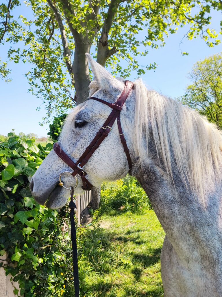 La Sellerie de Chiron - Bridon Genièvre cheval