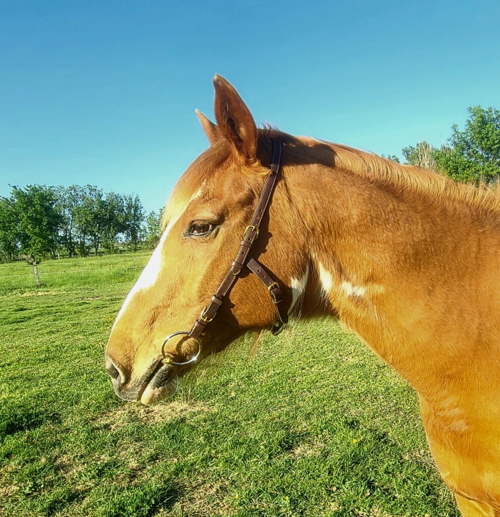 La Sellerie de Chiron - Bridon modèle Aunée cheval