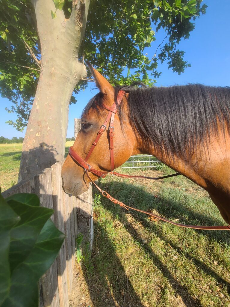 La Sellerie de Chiron - Cross pull Adonis cheval