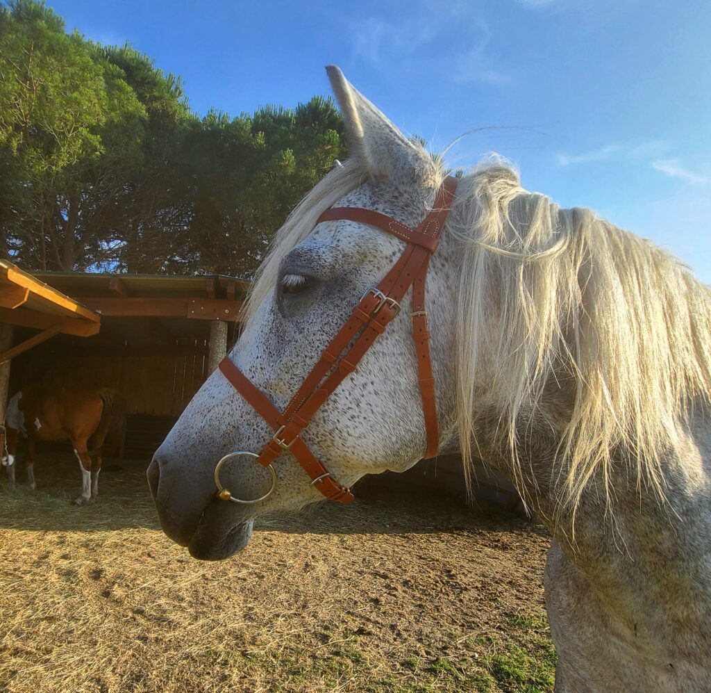 La Sellerie de Chiron - Bridon modèle Mélilot cheval