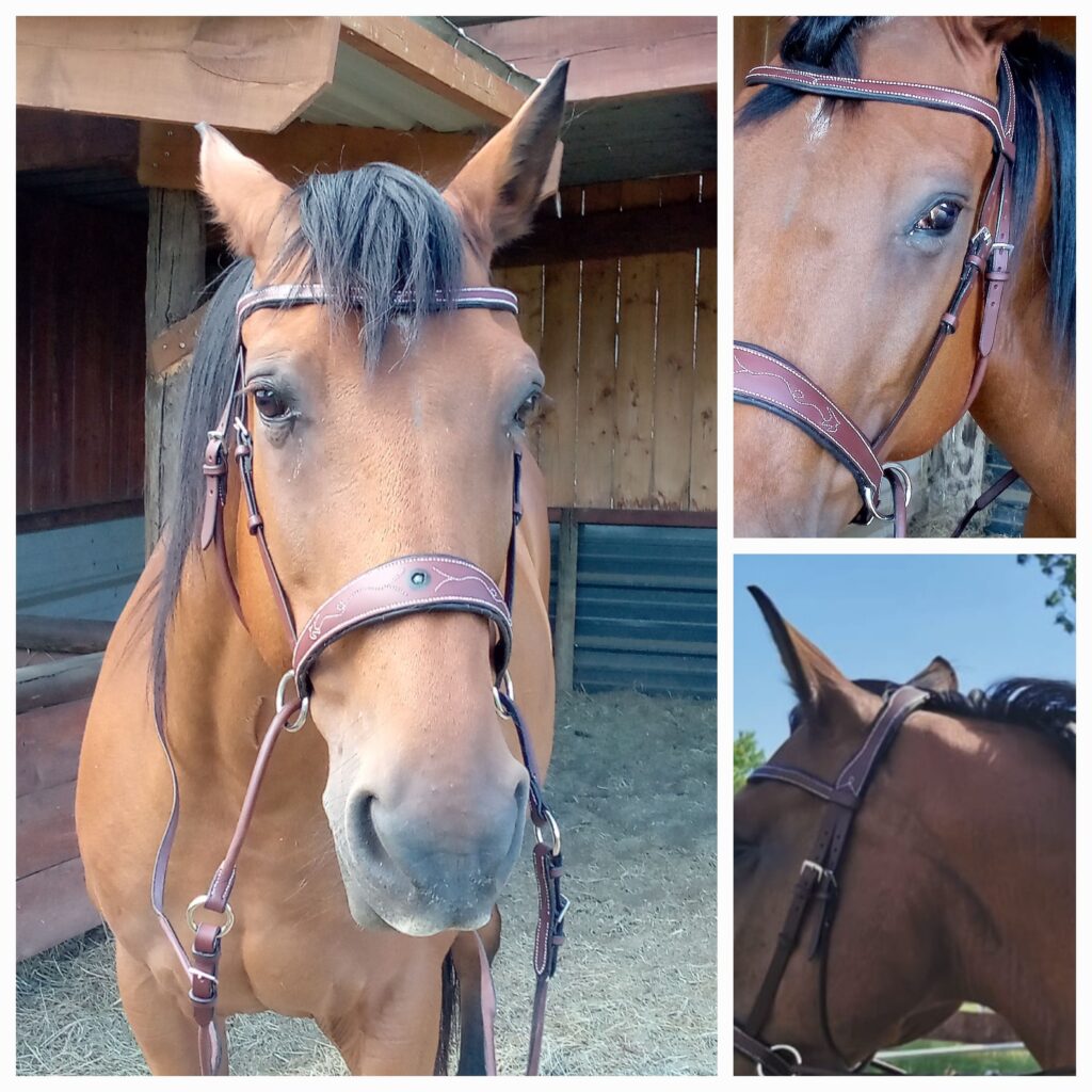 La Sellerie de Chiron - Cross pull Aster