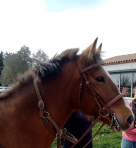 Bride de dressage crochets