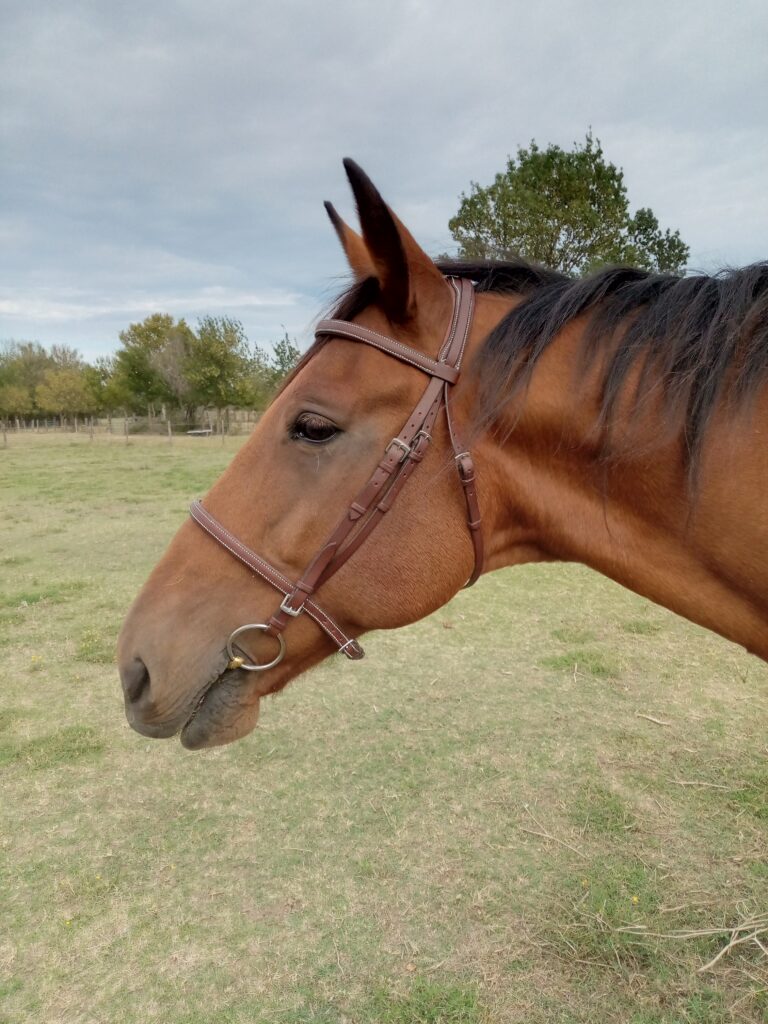 La Sellerie de Chiron - Bridon Lamier cheval