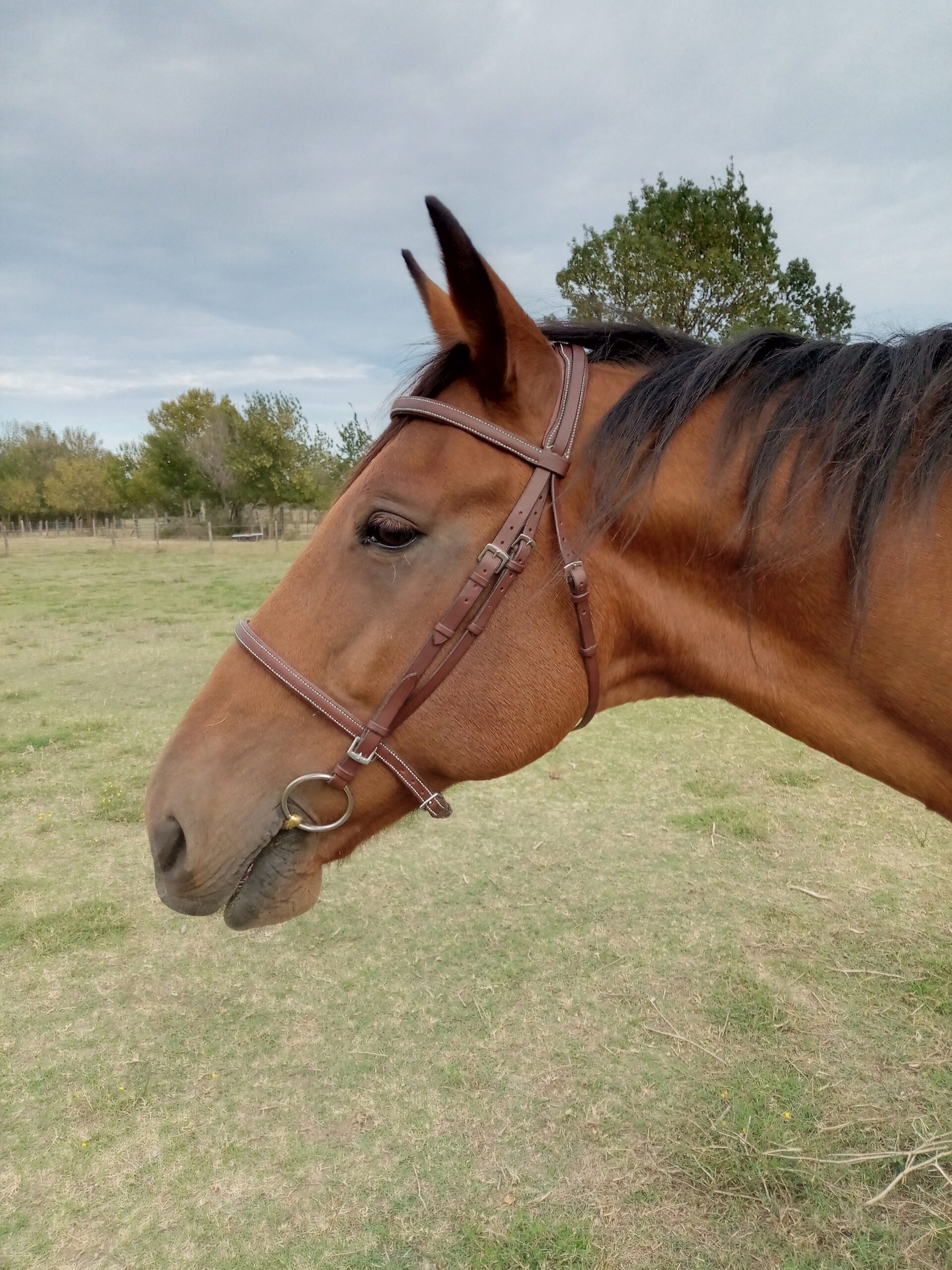 La Sellerie de Chiron - Bridon Lamier cheval